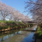 南栗橋 桜並木 （大排水路）.jpg